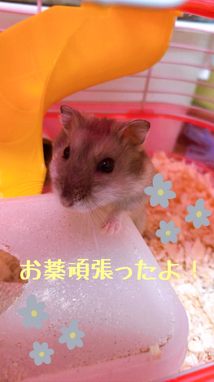 ハムスターの飼い方や基本を知ろう!~ハムスターがアレルギーに!編~ - 82877FAE DC65 4315 AC1E 3492EF3EDE11 ハムスターの飼い方や基本を知ろう!~ハムスターがアレルギーに!編~ - 82877FAE DC65 4315 AC1E 3492EF3EDE11