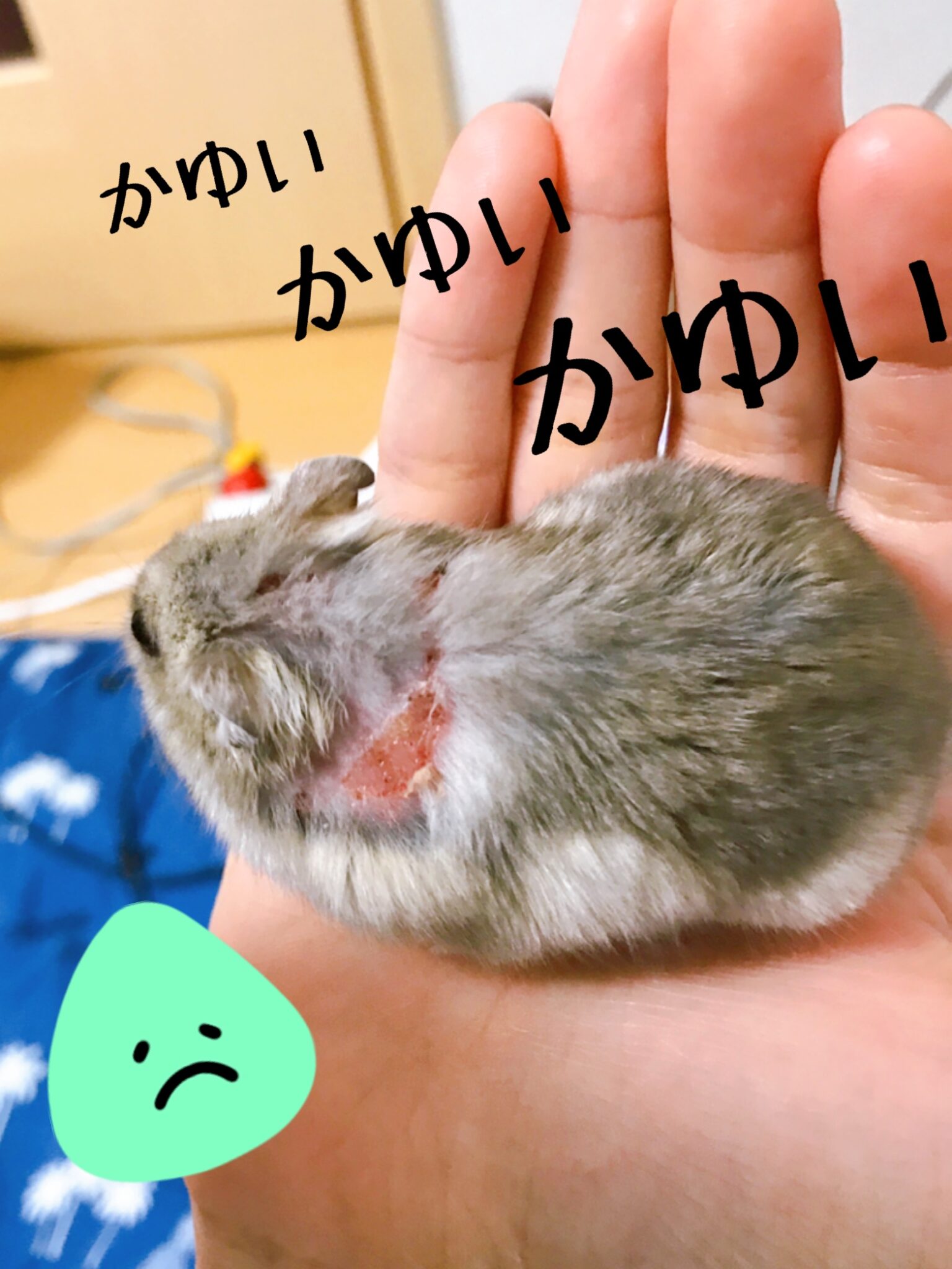 ハムスターの飼い方や基本を知ろう!~ハムスターがアレルギーに!編~ - A6AD29A5 1CA4 4FAA B712 68D19A486493 1536x2048 ハムスターの飼い方や基本を知ろう!~ハムスターがアレルギーに!編~ - A6AD29A5 1CA4 4FAA B712 68D19A486493 1536x2048