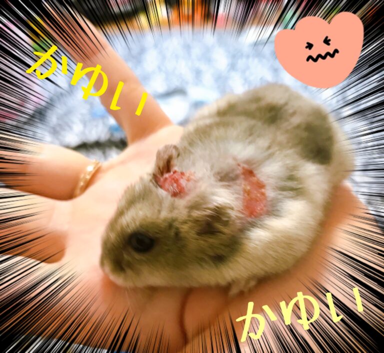 ハムスターの飼い方や基本を知ろう!~ハムスターがアレルギーに!編~ - DCE45872 17EE 48B3 B7AF 736F3BEC26C8 768x705 ハムスターの飼い方や基本を知ろう!~ハムスターがアレルギーに!編~ - DCE45872 17EE 48B3 B7AF 736F3BEC26C8 768x705